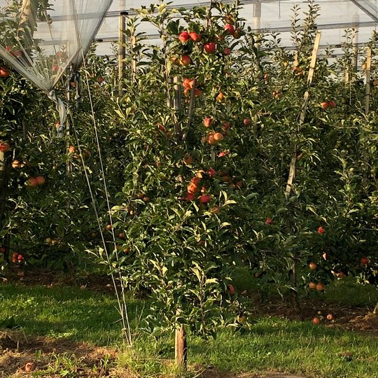 Das Foto zeigt eine Apfelplantage, Foto: Gemeinde Alfter - vergrößerte Darstellung öffnen