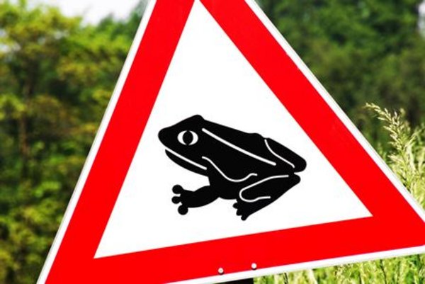Krötenwanderung, Foto: Adobe Stock Krötenwanderung, Foto: Adobe Stock
