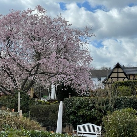 Das Foto zeigt die Kirschblüte, Foto: Elke Thomer - vergrößerte Darstellung öffnen