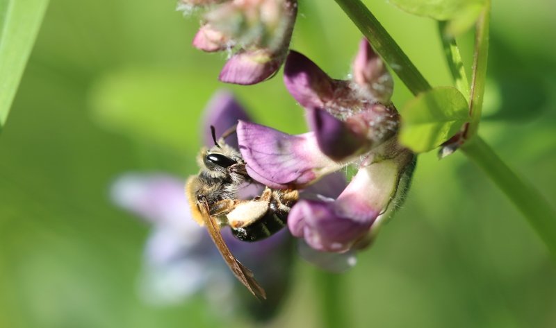 Das Foto zeigt eine Biene auf einer Blüte.
