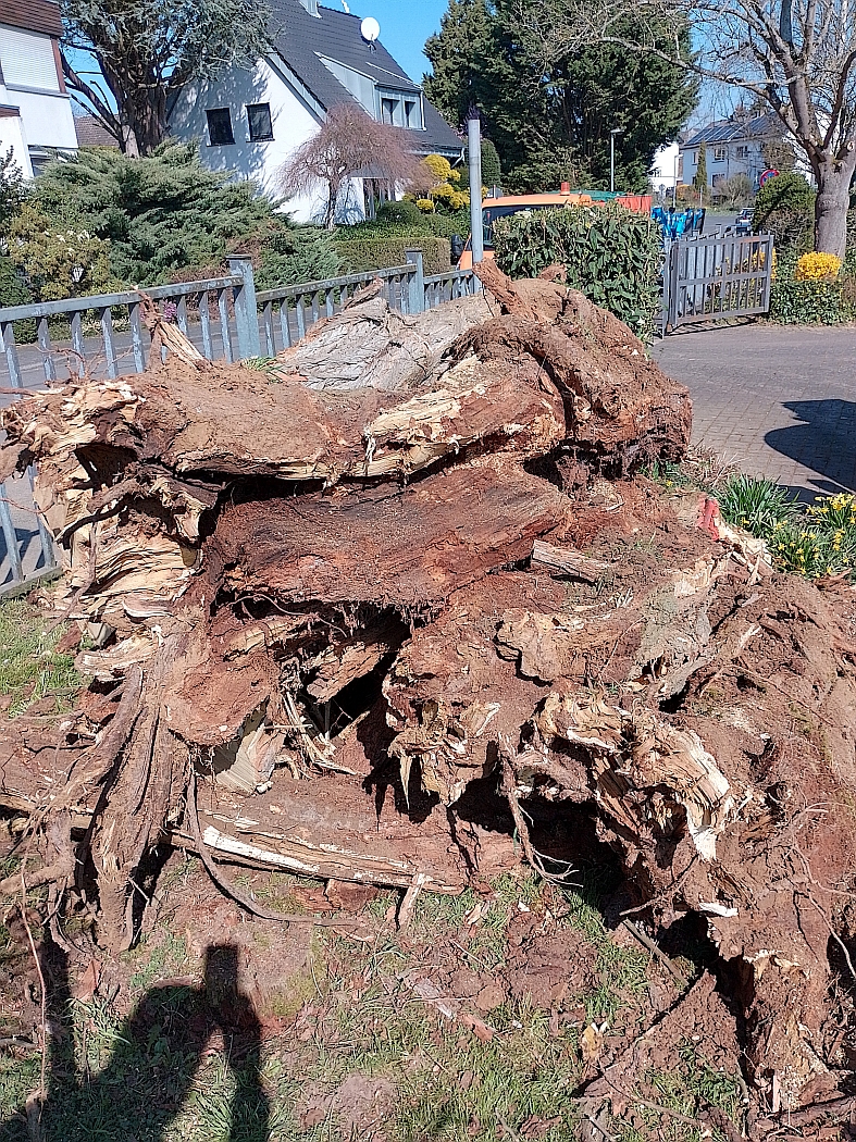 Robinie mit Pilzbefall am Friedhof Impekoven Robinie mit Pilzbefall am Friedhof Impekoven - vergrößerte Darstellung öffnen